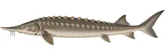 Atlantic sturgeon