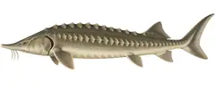 Common sturgeon