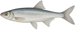 Danube bleak of the alpine lakes