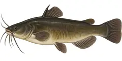 Black bullhead