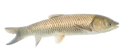 Grass carp
