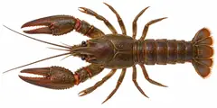 Noble crayfish