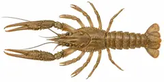 Turkish crayfish