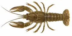 Atlantic Stream Crayfish