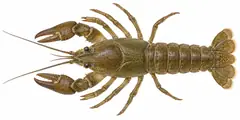 Stone Crayfish