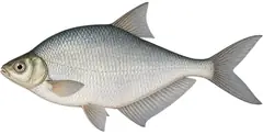 Blue bream