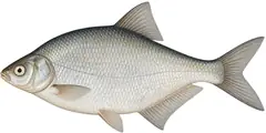 White-eye bream