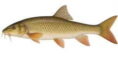 Large-spot Barbel