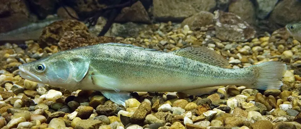 Zander