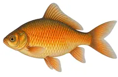 Goldfish