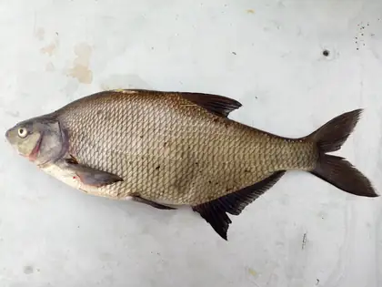 Bream