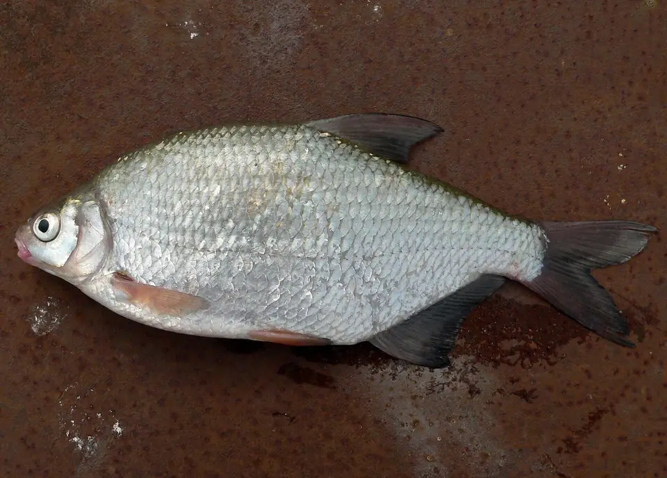Silver Bream