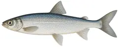 Vendace