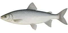 Alpine lake whitefish