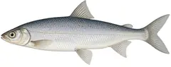 Dwarf whitefish of the Attersee