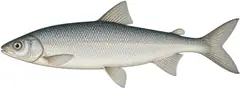 Traunsee whitefish
