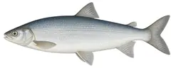 Whitefish (lavaretus type)
