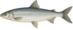 Maraene
