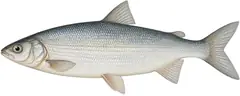 Whitefish (Traunsee and related forms)