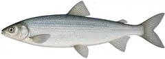 Wartmann's whitefish