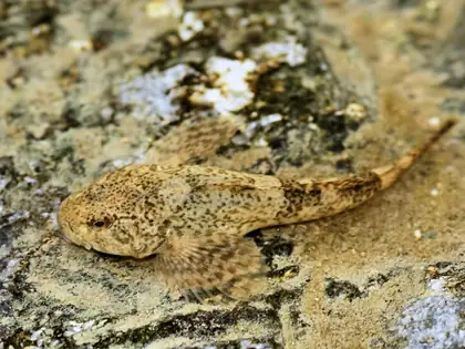 Bullhead