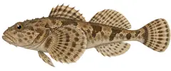 Siberian bullhead