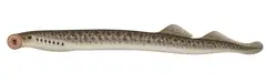 Ukrainian Brook Lamprey