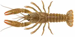 Calico crayfish