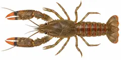 Spiny-cheek crayfish