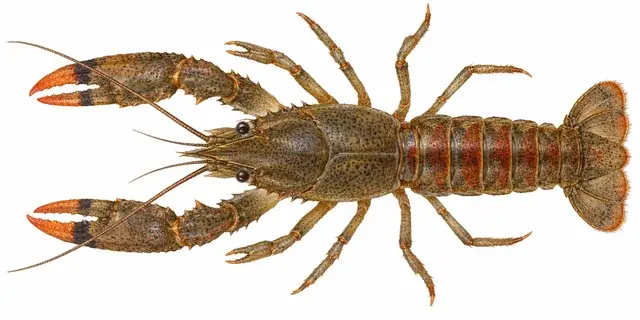 Non-native invasive crayfish