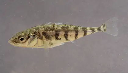 Three-spined stickleback
