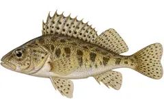 Balon's Ruffe