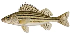 Schraetzer