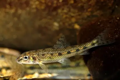 Gudgeon
