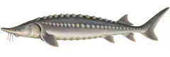 Beluga
