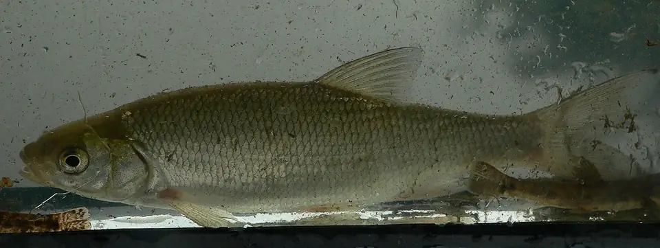 Dace