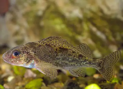 Ruffe