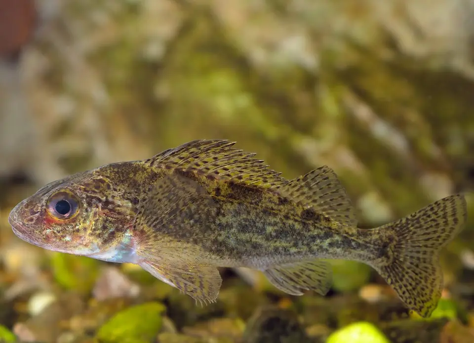 Ruffe