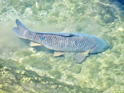 Common carp