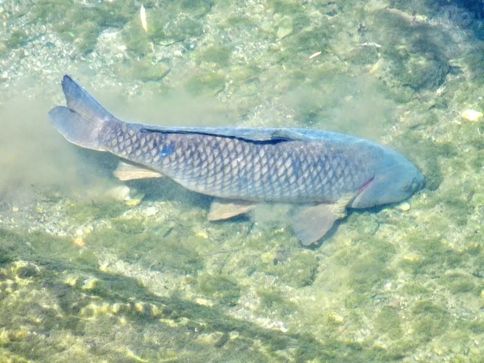 Common carp