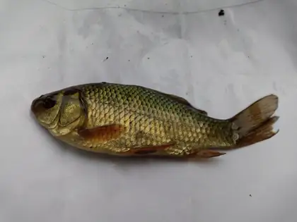 Crucian carp