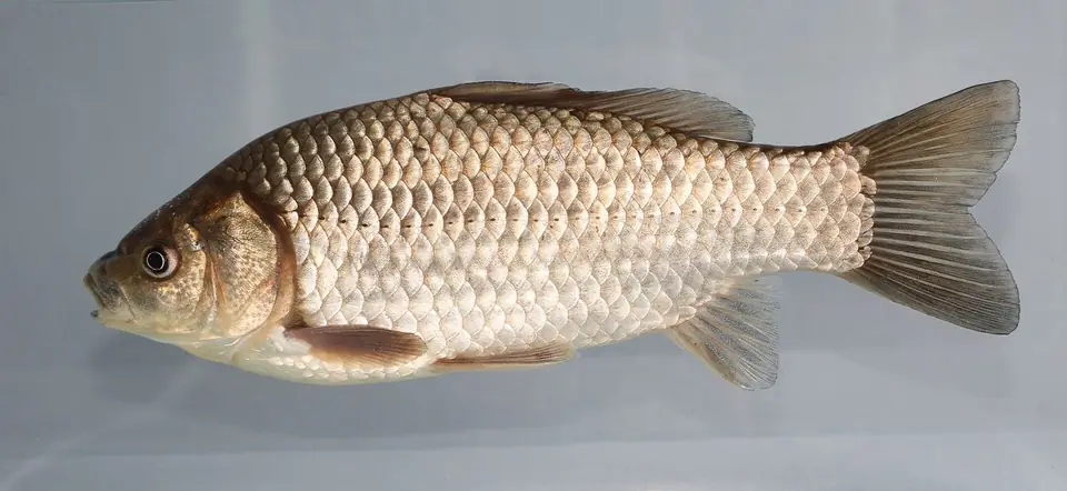 Prussian carp