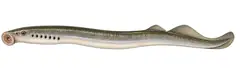 River lamprey