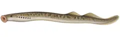 Brook Lamprey