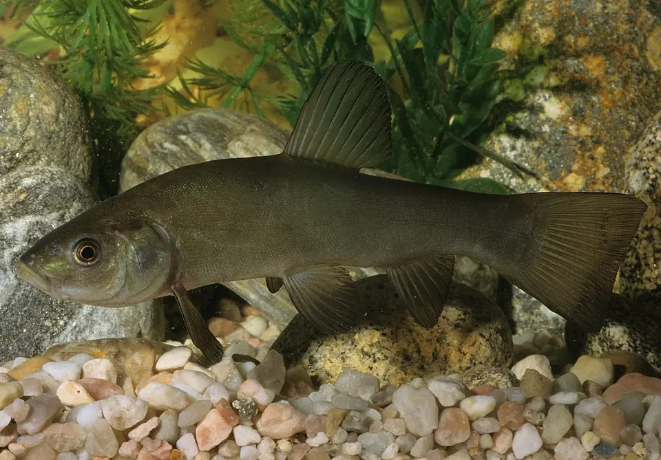 Tench