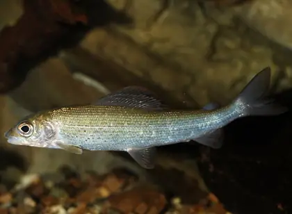 Grayling