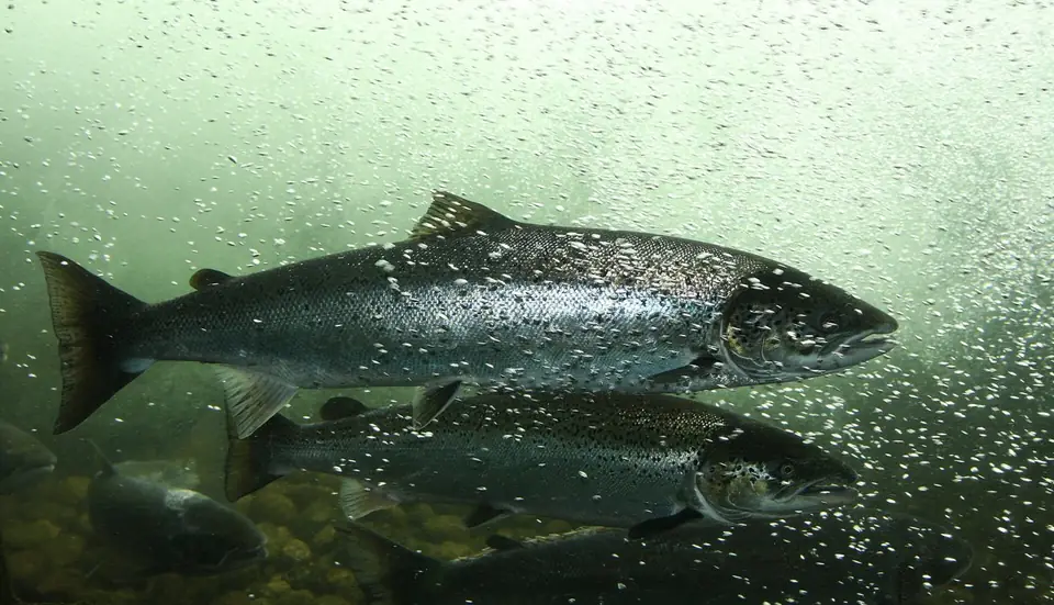 Salmon