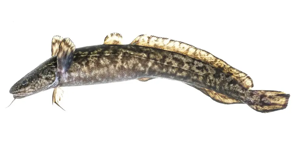 Burbot