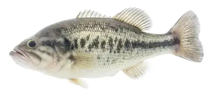 Black Bass