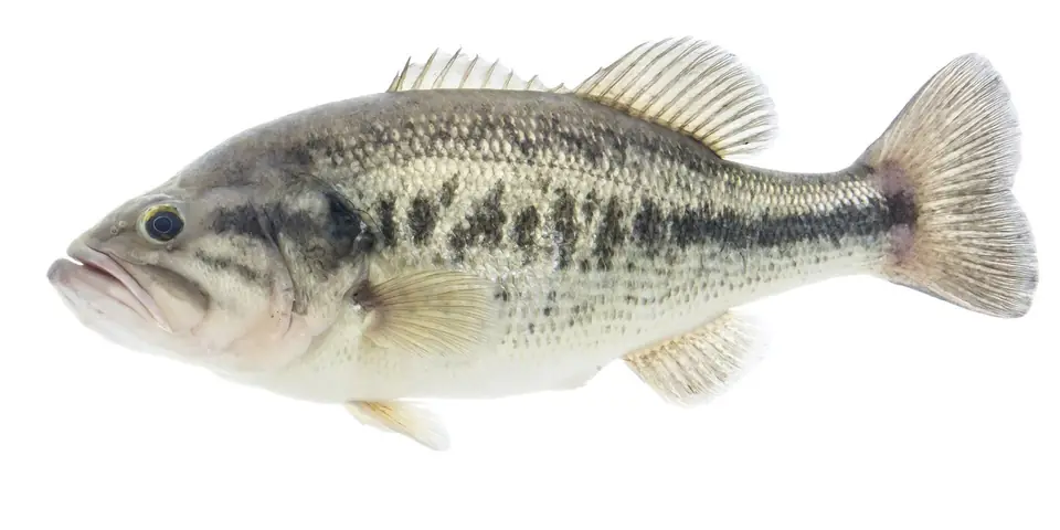 Black Bass